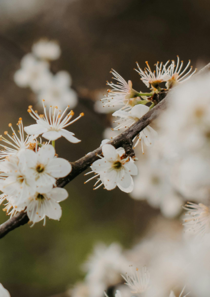 Stimmungsbild für die Designwelt Osaka – zeigt zarte Blüten in Weiß.